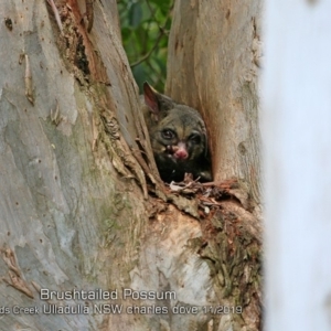 Trichosurus vulpecula at Ulladulla, NSW - 16 Nov 2019