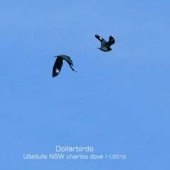 Eurystomus orientalis (Dollarbird) at Ulladulla, NSW - 15 Nov 2019 by CharlesDove