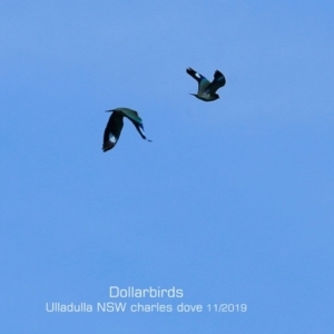 Eurystomus orientalis at Ulladulla, NSW - 15 Nov 2019