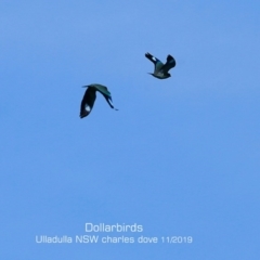 Eurystomus orientalis (Dollarbird) at Ulladulla, NSW - 14 Nov 2019 by Charles Dove