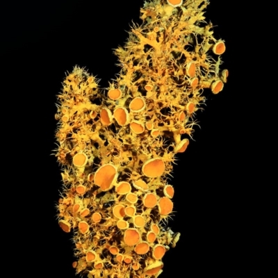 Teloschistes sp. (genus) (A lichen) at Kambah, ACT - 24 Nov 2019 by Marthijn