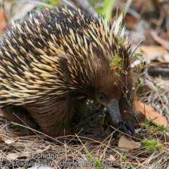 Tachyglossus aculeatus (Short-beaked Echidna) at One Track For All - 11 Nov 2019 by Charles Dove