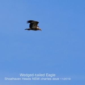 Aquila audax at Comerong Island, NSW - 11 Nov 2019