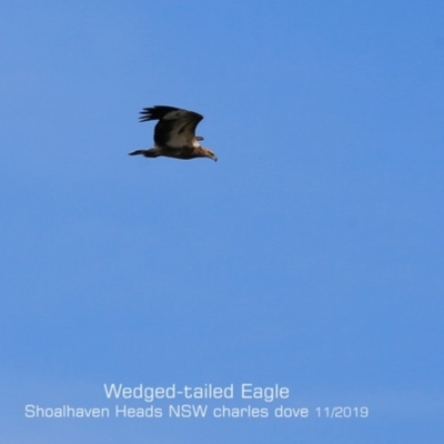 Aquila audax (Wedge-tailed Eagle) at Comerong Island, NSW - 11 Nov 2019 by CharlesDove