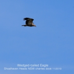 Aquila audax (Wedge-tailed Eagle) at Comerong Island, NSW - 10 Nov 2019 by Charles Dove