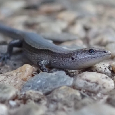 Lampropholis delicata (Delicate Skink) at Spence, ACT - 24 Nov 2019 by Laserchemisty