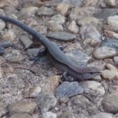 Lampropholis delicata at Spence, ACT - 24 Nov 2019 06:29 PM