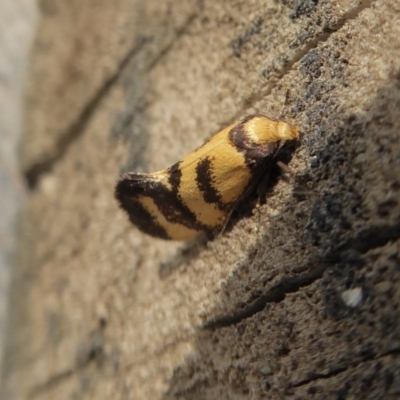 Olbonoma triptycha (Chezela Group) at Yass River, NSW - 24 Nov 2019 by SenexRugosus