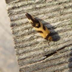 Olbonoma triptycha at Yass River, NSW - 24 Nov 2019 03:51 PM