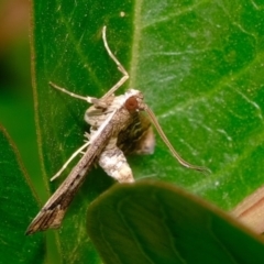 Nacoleia rhoeoalis (A Crambid moth (Spilomelinae) at Florey, ACT - 24 Nov 2019 by Kurt