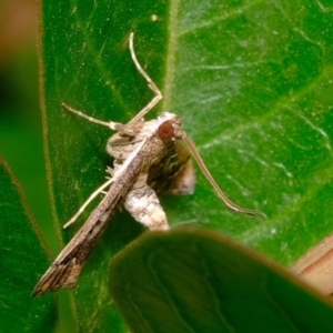 Nacoleia rhoeoalis at Florey, ACT - 24 Nov 2019 08:57 AM