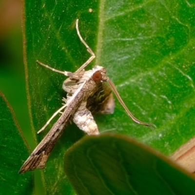 Nacoleia rhoeoalis (Spilomelinae) at Florey, ACT - 23 Nov 2019 by Kurt