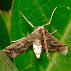 Nacoleia rhoeoalis at Florey, ACT - 24 Nov 2019 08:57 AM