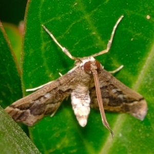 Nacoleia rhoeoalis at Florey, ACT - 24 Nov 2019