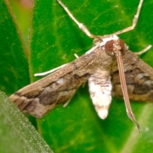 Nacoleia rhoeoalis at Florey, ACT - 24 Nov 2019 08:57 AM