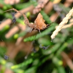 Philoponella congregabilis (Social house spider) at Florey, ACT - 23 Nov 2019 by Kurt