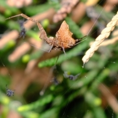 Philoponella congregabilis (Social house spider) at Florey, ACT - 22 Nov 2019 by Kurt