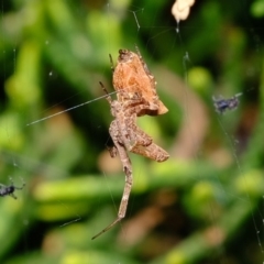 Philoponella congregabilis at Florey, ACT - 23 Nov 2019 08:12 AM