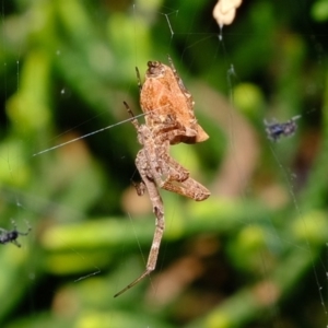 Philoponella congregabilis at Florey, ACT - 23 Nov 2019