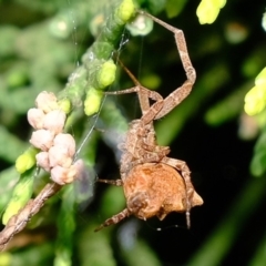 Philoponella congregabilis at Florey, ACT - 23 Nov 2019