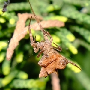 Philoponella congregabilis at Florey, ACT - 23 Nov 2019