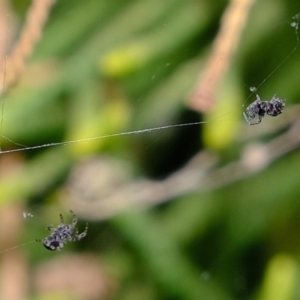 Philoponella congregabilis at Florey, ACT - 23 Nov 2019