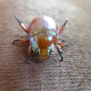 Anoplognathus montanus at Yass River, NSW - 24 Nov 2019