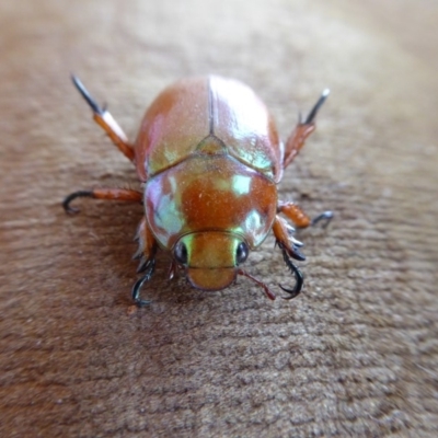 Anoplognathus montanus (Montane Christmas beetle) at Yass River, NSW - 24 Nov 2019 by SenexRugosus