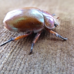 Anoplognathus montanus at Yass River, NSW - 24 Nov 2019