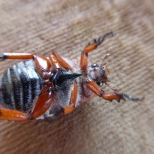 Anoplognathus montanus at Yass River, NSW - 24 Nov 2019