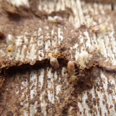 Nasutitermes (genus) (Snouted termite, Gluegun termite) at Yass River, NSW - 24 Nov 2019 by SenexRugosus