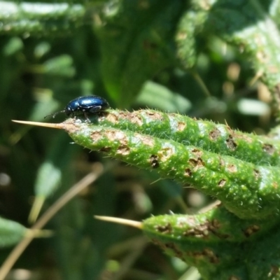 Altica sp. (genus) (Flea beetle) at Yass River, NSW - 19 Nov 2019 by SenexRugosus