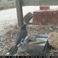 Strepera graculina (Pied Currawong) at Rugosa - 21 Nov 2019 by SenexRugosus