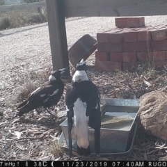 Gymnorhina tibicen (Australian Magpie) at Rugosa - 22 Nov 2019 by SenexRugosus