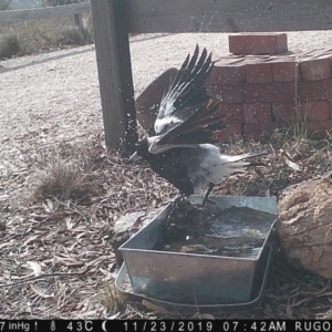 Gymnorhina tibicen at Yass River, NSW - 23 Nov 2019 07:46 AM