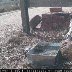 Gymnorhina tibicen at Yass River, NSW - 23 Nov 2019 07:46 AM