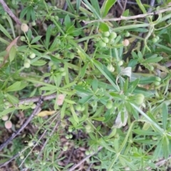 Galium aparine (Goosegrass, Cleavers) at Yass River, NSW - 20 Nov 2019 by SenexRugosus