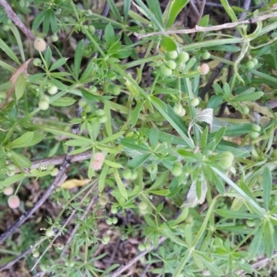 Galium aparine (Goosegrass, Cleavers) at Yass River, NSW - 20 Nov 2019 by SenexRugosus