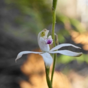 Caladenia moschata at Coree, ACT - suppressed