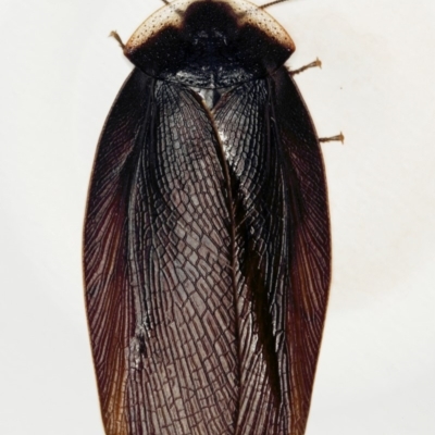 Laxta granicollis (Common bark or trilobite cockroach) at Kambah, ACT - 24 Nov 2019 by Marthijn