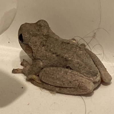 Litoria peronii (Peron's Tree Frog, Emerald Spotted Tree Frog) at Melba, ACT - 24 Nov 2019 by Kingsford