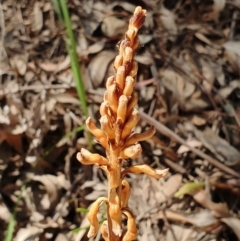 Gastrodia sp. (Potato Orchid) at Coree, ACT - 24 Nov 2019 by shoko