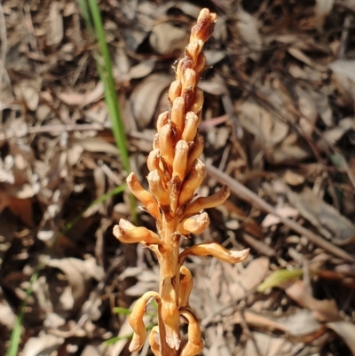 Gastrodia sp. (Potato Orchid) at Coree, ACT - 24 Nov 2019 by shoko