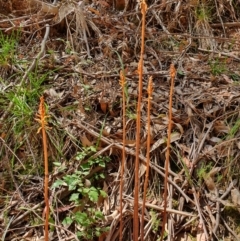 Gastrodia sp. at Coree, ACT - suppressed