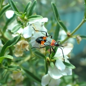 Dindymus versicolor at Yarralumla, ACT - 24 Nov 2019