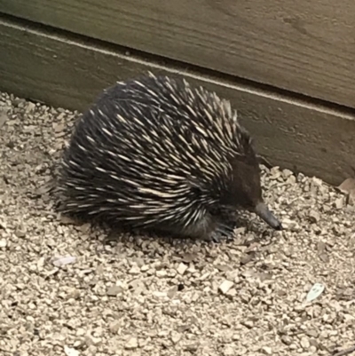 Tachyglossus aculeatus (Short-beaked Echidna) at Bungendore, NSW - 22 Nov 2019 by yellowboxwoodland