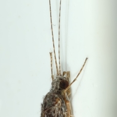 Triplectides sp. (genus) (A long-horned caddisfly) at Kambah, ACT - 27 Nov 2019 by Marthijn