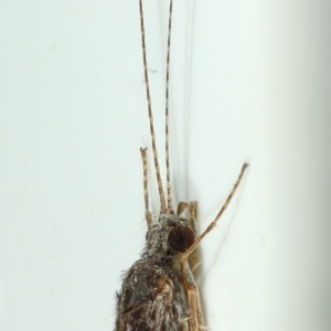Triplectides sp. (genus) at Kambah, ACT - 28 Nov 2019
