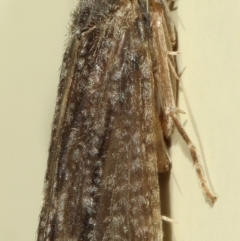 Triplectides sp. (genus) at Kambah, ACT - 28 Nov 2019