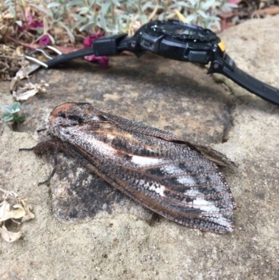 Endoxyla encalypti (Wattle Goat Moth) at Gowrie, ACT - 24 Nov 2019 by BruceG